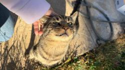 Found/Stray Male Cat last seen Mount airy rd, Quarryville, PA 17566