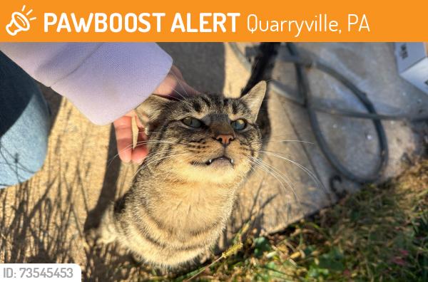 Found/Stray Male Cat last seen Mount airy rd, Quarryville, PA 17566