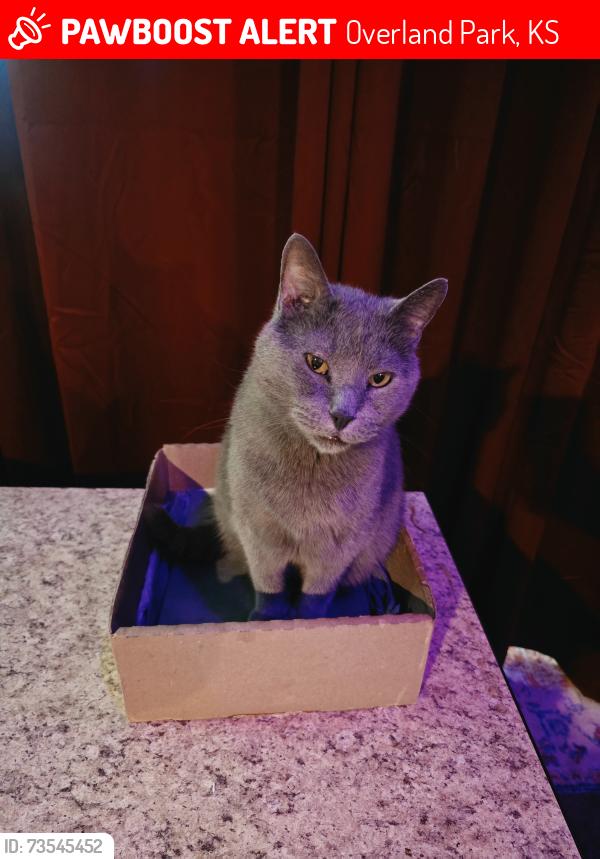 Lost Male Cat last seen Milborn Country club, Overland Park, KS 66204
