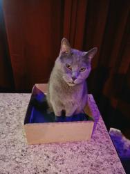 Lost Male Cat last seen Milborn Country club, Overland Park, KS 66204