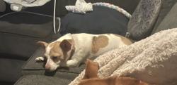 Lost Female Dog last seen capt slade cutter park, Norfolk, VA 23505