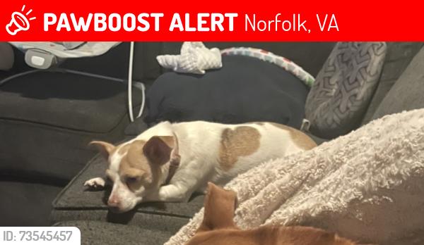 Lost Female Dog last seen capt slade cutter park, Norfolk, VA 23505