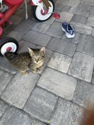 Found/Stray Unknown Cat last seen Copeland Creek - nikki ln, Citrus Park, FL 33625