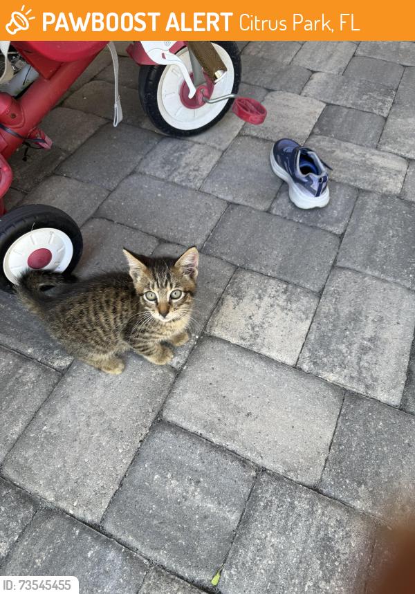 Found/Stray Unknown Cat last seen Copeland Creek - nikki ln, Citrus Park, FL 33625