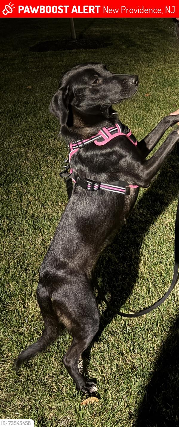 Lost Female Dog last seen Near Central Avenue, New Providence, NJ 07974