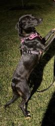Lost Female Dog last seen Near Central Avenue, New Providence, NJ 07974