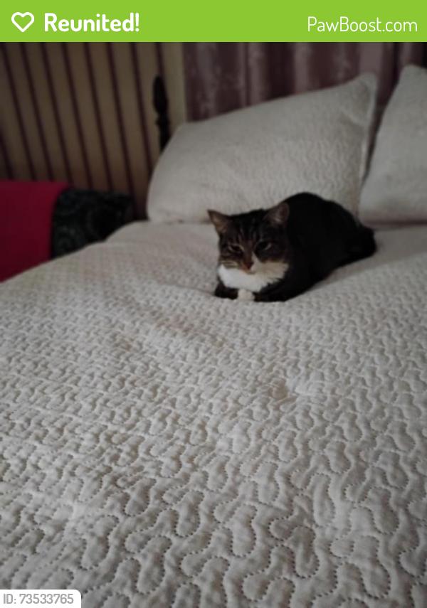 Reunited Female Cat last seen Cardiff Dr., Marlborough Rd, Glendale neighborhood., Fayetteville, NC 28304