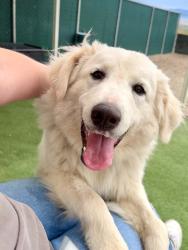 Shelter Stray Female Dog last seen Near Stirling Dr E, Fruit Heights, UT 84037, USA, 1422 E 600 N, Fruit Heights, UT 84037, USA