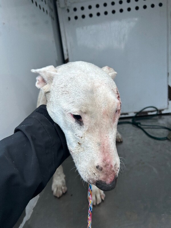 Shelter Stray Female Dog last seen Near Big Sur St, Stockton, CA 95209, USA, 1575 S Lincoln St, Stockton, CA 95206, USA