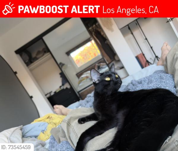 Lost Male Cat last seen 1st and N Normandie, Los Angeles, CA 90004