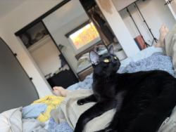 Lost Male Cat last seen 1st and N Normandie, Los Angeles, CA 90004