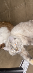 Lost Female Cat last seen North Cherry Lane, Spokane Valley , Wa, Spokane Valley, WA 99216