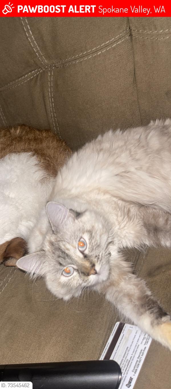 Lost Female Cat last seen North Cherry Lane, Spokane Valley , Wa, Spokane Valley, WA 99216
