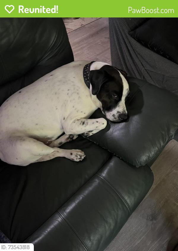 Reunited Male Dog last seen Nazareth rd, Lexington, SC 29073