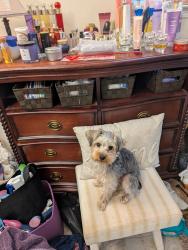 Lost Male Dog last seen Hamilton Pointe Drive and Culloden Moor Drive, McDonough, GA 30253