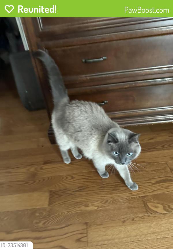 Reunited Female Cat last seen Deer Ridge area, St. Albert, AB 