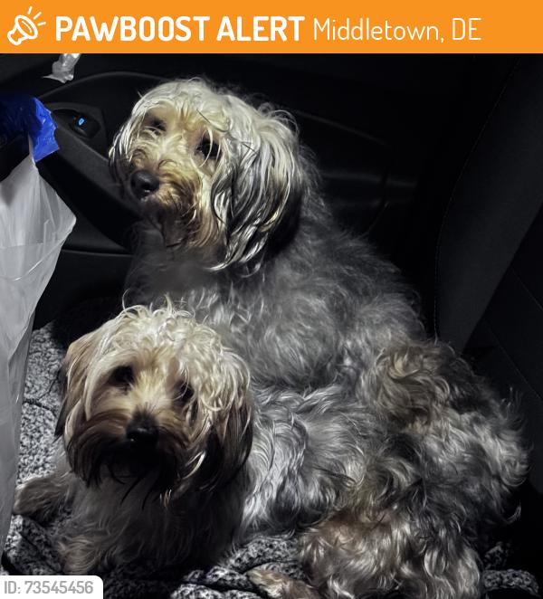 Found/Stray Male Dog last seen Near corner of Vance Neck and Silver Run road, Middletown, DE 19709