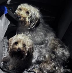 Found/Stray Male Dog last seen Near corner of Vance Neck and Silver Run road, Middletown, DE 19709