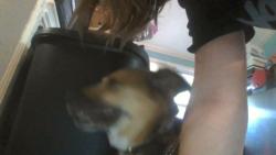 Reunited Female Dog last seen Near James Town Rd, Easley, SC 29641