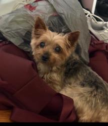 Lost Female Dog last seen Trebisky, Cleveland, OH 44143
