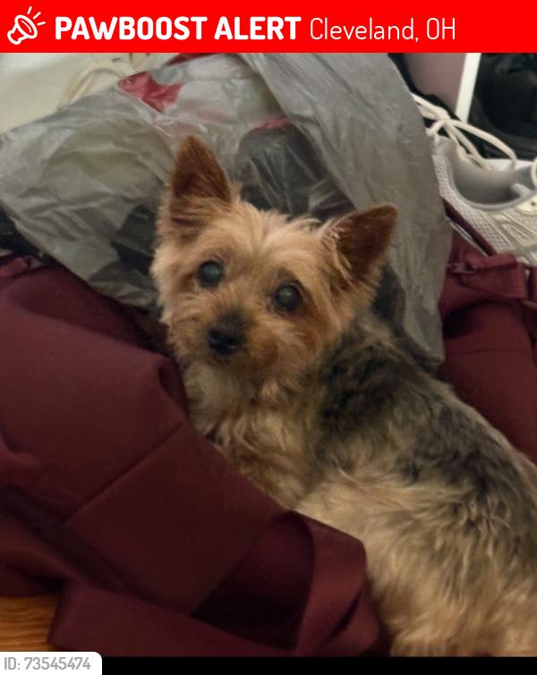 Lost Female Dog last seen Trebisky, Cleveland, OH 44143