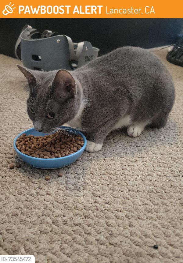 Found/Stray Female Cat last seen West ave L8 and 47th st west, Lancaster, CA 93536