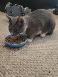 Found/Stray Female Cat last seen West ave L8 and 47th st west, Lancaster, CA 93536