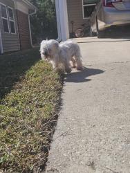 Reunited Unknown Dog last seen Slytrain and Commando, Fort Liberty, NC 28307