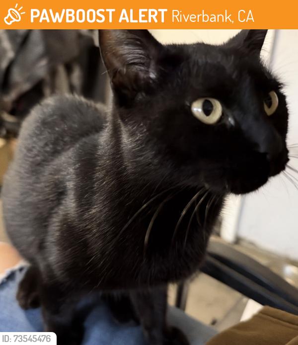 Found/Stray Unknown Cat last seen Target in riverbank, Riverbank, CA 95367