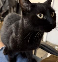 Found/Stray Unknown Cat last seen Target in riverbank, Riverbank, CA 95367