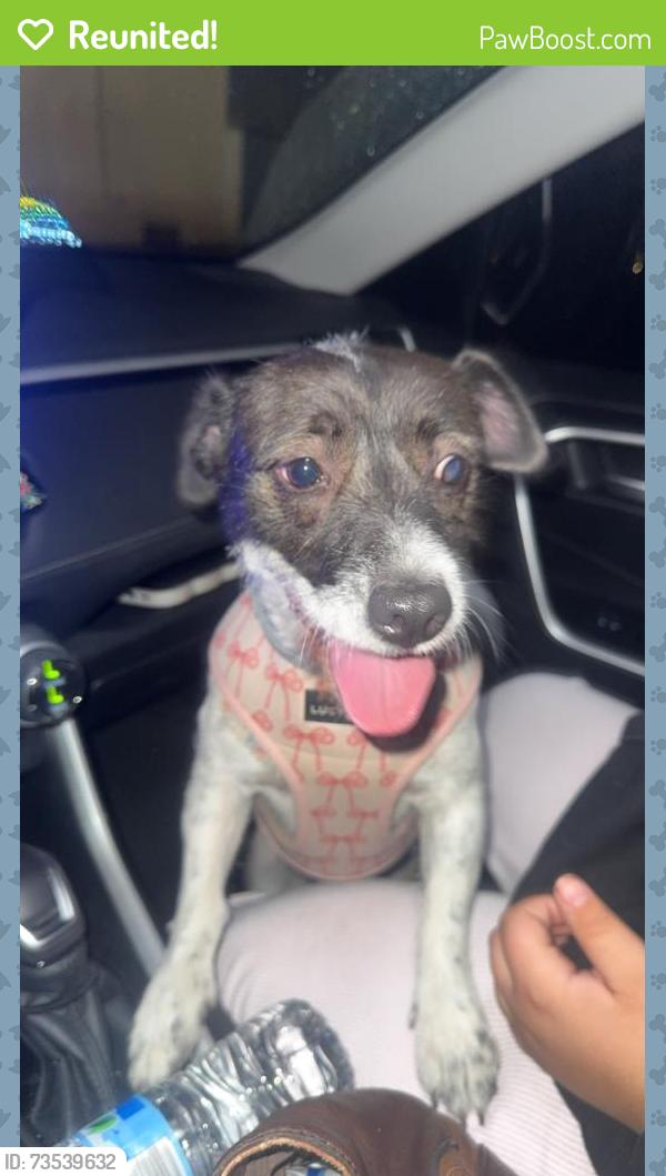 Reunited Female Dog last seen Sepúlveda ave and 48th st, San Bernardino, CA 92407