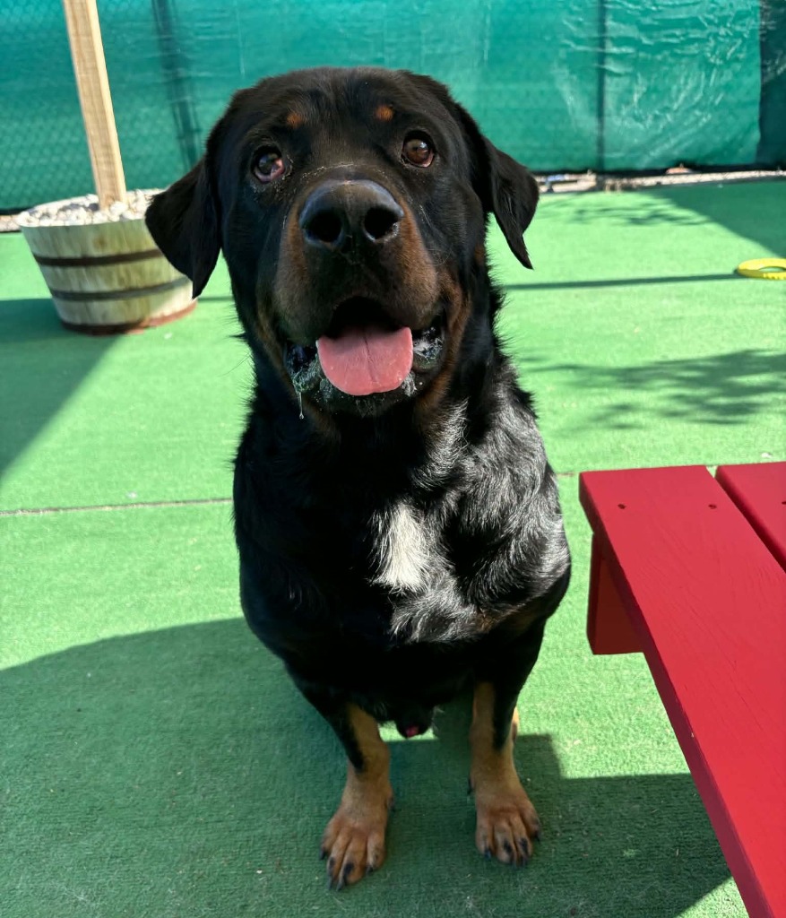 Shelter Stray Male Dog last seen , 22415 Groesbeck Hwy, Warren, MI 48089, USA