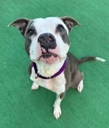 Shelter Stray Female Dog last seen , 22415 Groesbeck Hwy, Warren, MI 48089, USA