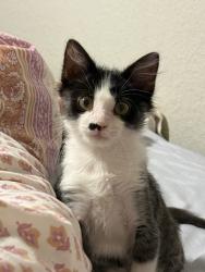 Shelter Stray Male Cat last seen Bexar County, 3353 Morningside Dr, New Braunfels, TX 78132, USA