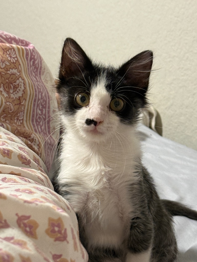 Shelter Stray Male Cat last seen Bexar County, 3353 Morningside Dr, New Braunfels, TX 78132, USA
