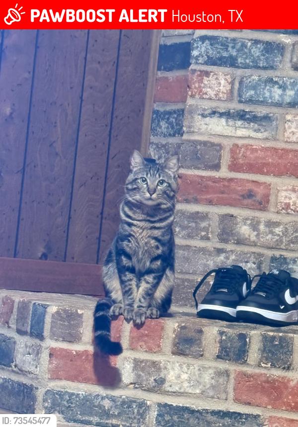 Lost Male Cat last seen Parkdale drive, Houston, TX 77339