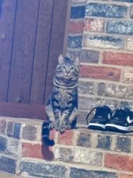 Lost Male Cat last seen Parkdale drive, Houston, TX 77339