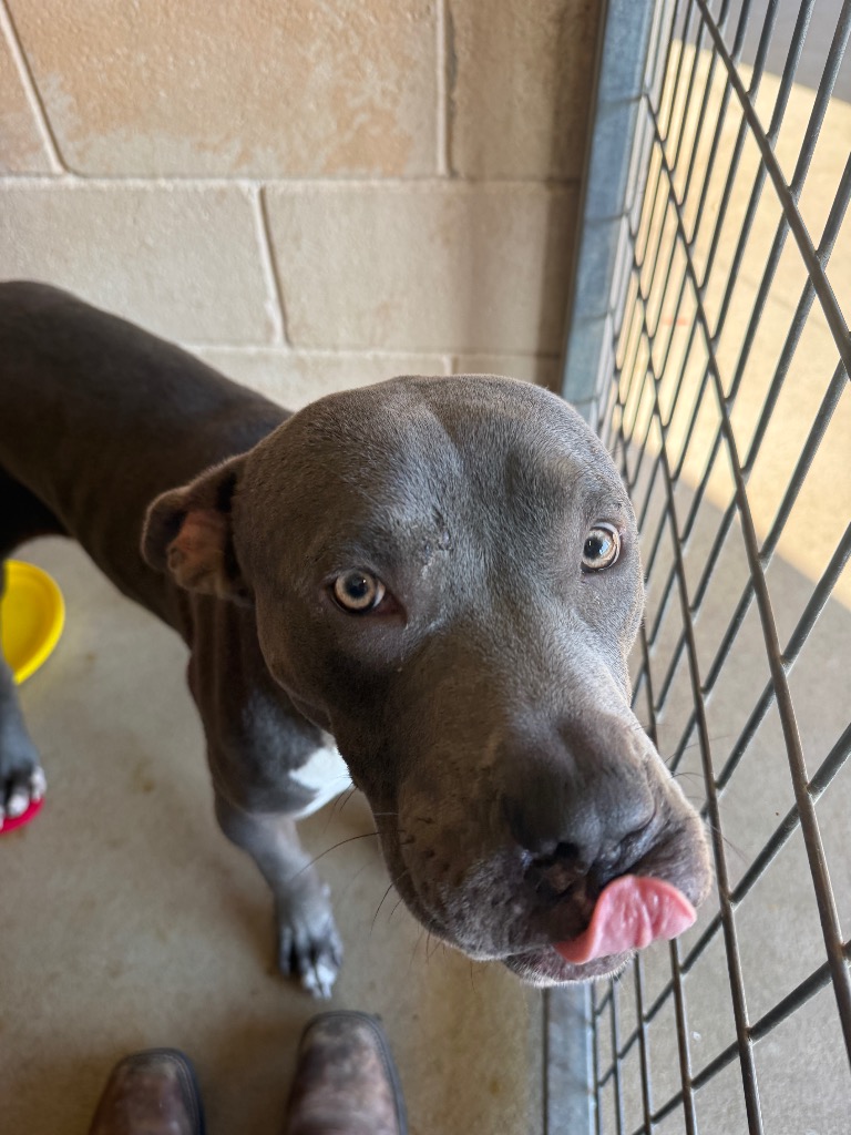 Shelter Stray Male Dog last seen Bexar County, 3353 Morningside Dr, New Braunfels, TX 78132, USA