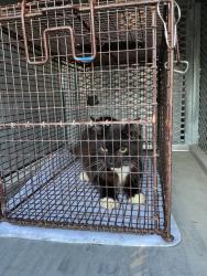 Shelter Stray Unknown Cat last seen Bexar County, 3353 Morningside Dr, New Braunfels, TX 78132, USA