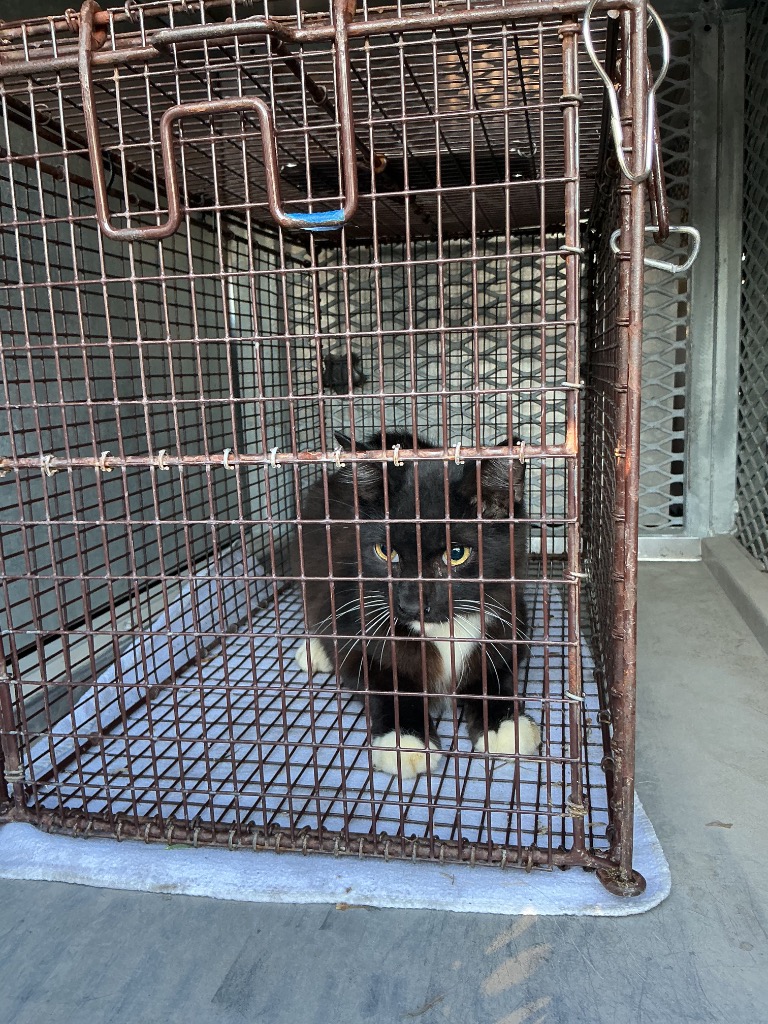 Shelter Stray Unknown Cat last seen Bexar County, 3353 Morningside Dr, New Braunfels, TX 78132, USA