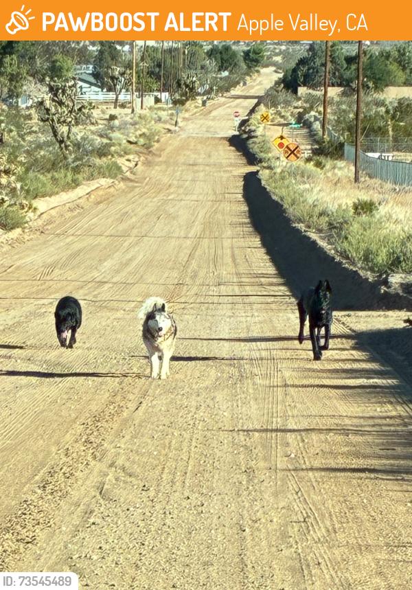 Found/Stray Unknown Dog last seen Valley Vista Ave and Tussing Ranch Rd, Apple Valley, CA 92308