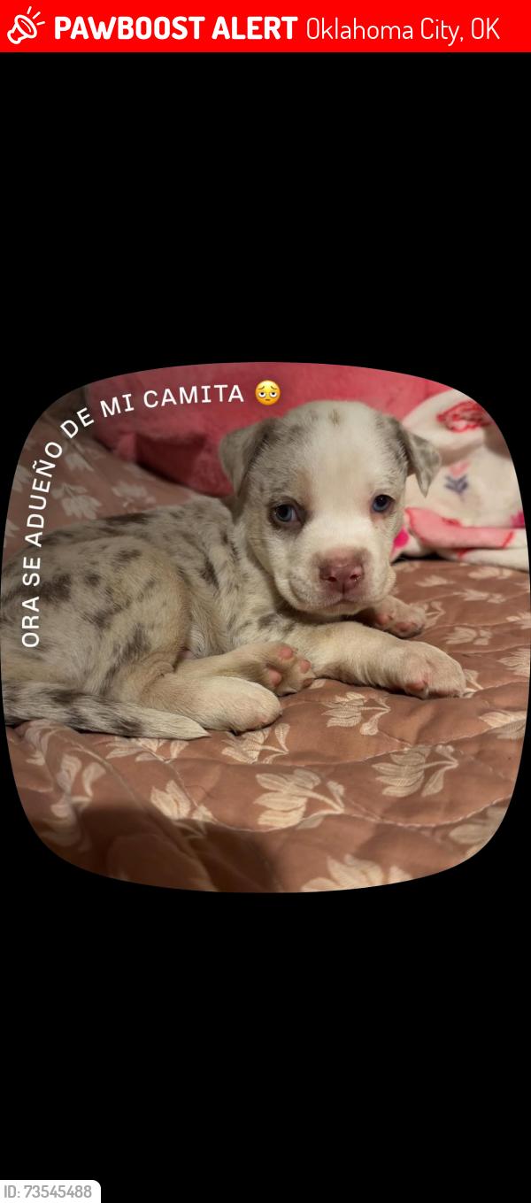Lost Male Dog last seen Se 44th shields, Oklahoma City, OK 73129