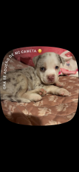 Lost Male Dog last seen Se 44th shields, Oklahoma City, OK 73129