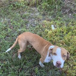 Found/Stray Female Dog last seen On side of the road, Jackson County, MS 39562