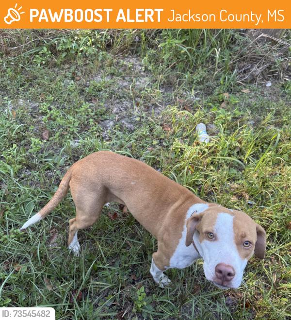 Found/Stray Female Dog last seen On side of the road, Jackson County, MS 39562
