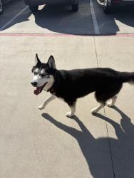 Found/Stray Unknown Dog last seen Magnolia Street, Moore, OK 73160