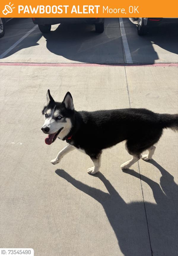 Found/Stray Unknown Dog last seen Magnolia Street, Moore, OK 73160