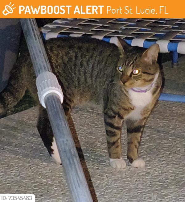 Found/Stray Unknown Cat last seen Gatlin and Port St Lucie Blvd, Port St. Lucie, FL 34953