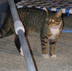 Found/Stray Unknown Cat last seen Gatlin and Port St Lucie Blvd, Port St. Lucie, FL 34953