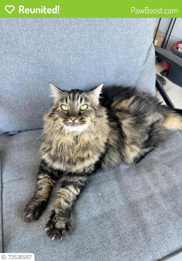 Reunited Unknown Cat last seen Yowell ranch, Killeen, TX 76542